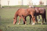 Pferdesportverein Rostock, Pferde stehen auf der Weide und äsen