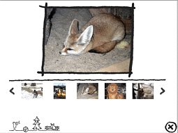 Screen Tierparkfotoauswahl: Fuchs