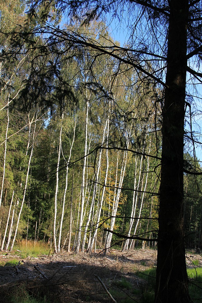 Lichtung im Wald Stutow-Markgrafenheide